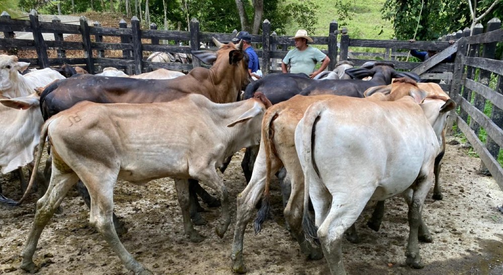 Víctimas restituidas reciben proyecto productivo en el norte de Urabá 