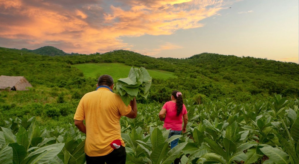 En Puerto Santander surge primera sentencia de restitución de tierras que beneficia a mujer e hijo con predio y proyecto productivo 