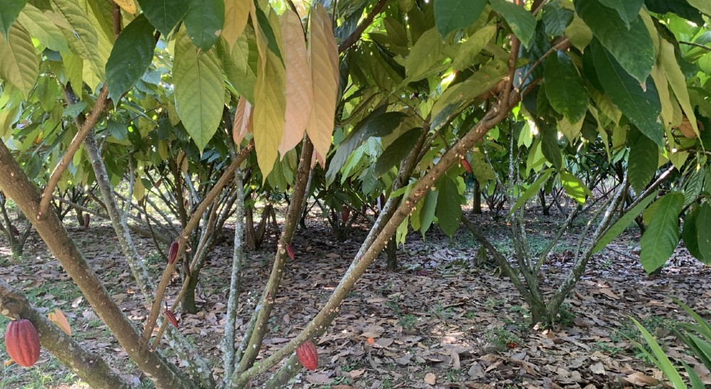  null40 hectáreas de cacao están siendo cultivadas en tierras restituidas del Meta 