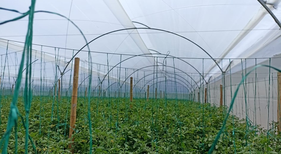Familia beneficiaria de restitución de tierras en Ábrego, cuenta con el primer proyecto productivo de tomate en invernadero