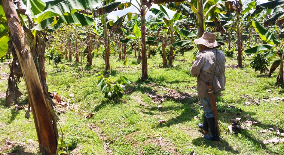 Familia campesina comercializó plátano, cosechado en tierras restituidas de El Castillo, Meta