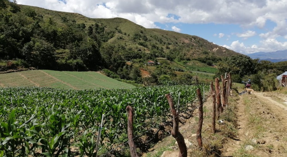En Cucutilla, Norte de Santander, se profiere la primera sentencia de restitución de tierras a favor de una familia desplazada 