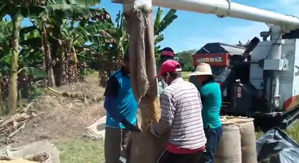 Beneficiario de restitución de tierras de Tibú, en Norte de Santander, venderá 17.000 kilos de arroz a cooperativa regional 