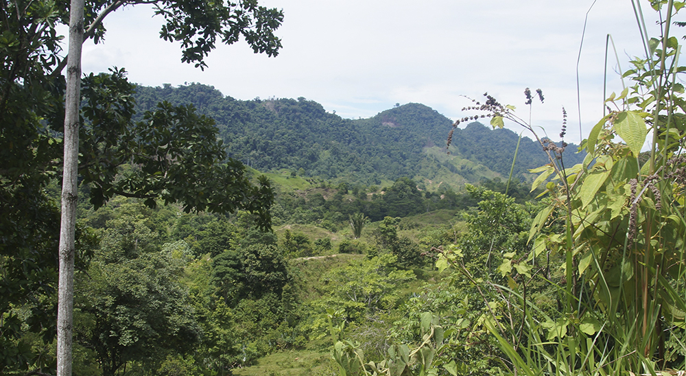 Juez de restitución emiten primeras sentencias a favor de víctimas del paramilitarismo en Vichada