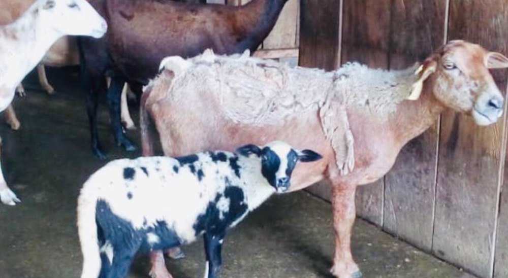 Mujer cabeza de hogar de Puerto Gaitán, Meta recuperó “La Esperanza” e implementó un criadero de camuros 