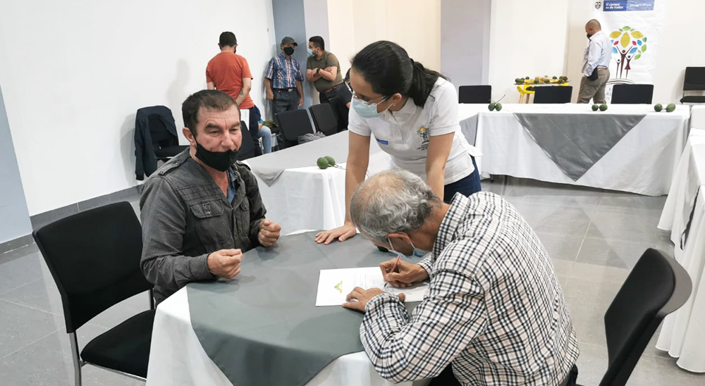 Beneficiarios de restitución en el Eje Cafetero firman contratos comerciales de aguacate Hass y cacao 