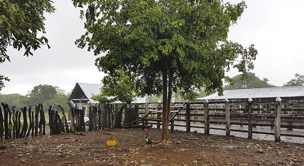 Unidad de Restitución de Tierras abre convocatoria para compra y arriendo de predios en el Cesar 