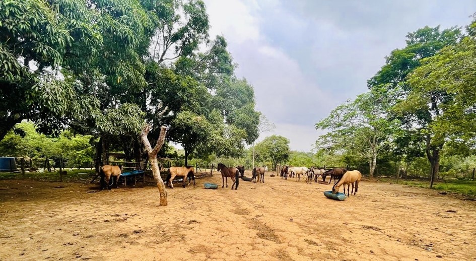 Justicia ordena restituir más de 920 hectáreas a viuda y sus hijos, despojados en Puerto López (Meta)
