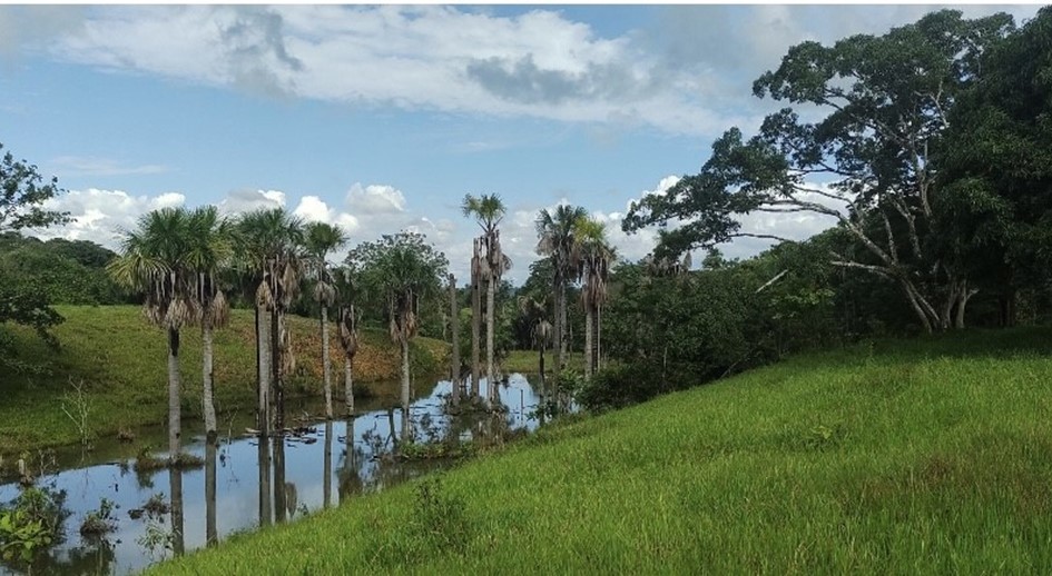 Justicia ordena restituir 305 hectáreas a familia cristiana que fue hostigada por las Farc, debido a sus creencias religiosas
