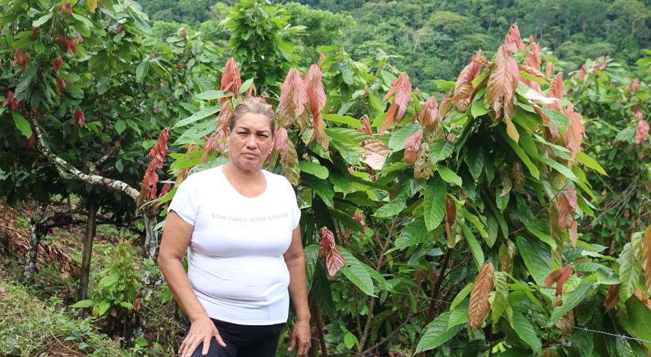 4.000 árboles de cacao sostienen el proyecto de vida de la primera familia restituida de San José de Apartadó