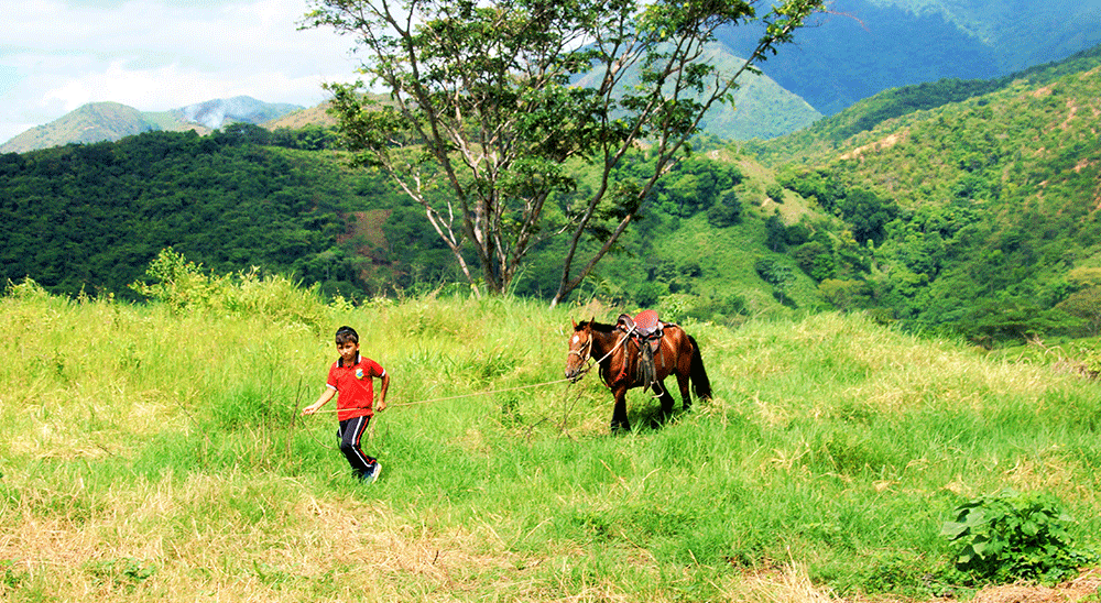 Don Carlos Castro* y su ganado se han convertido en el ejemplo de la pujanza en la vereda El Albarico, habitada por beneficiarios de restitución 