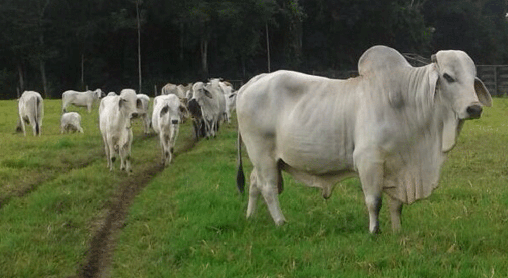 Unidad de Restitución de Tierras (URT) radicó demanda para recuperar predio de mujer cabeza de hogar de Lejanías (Meta) 
