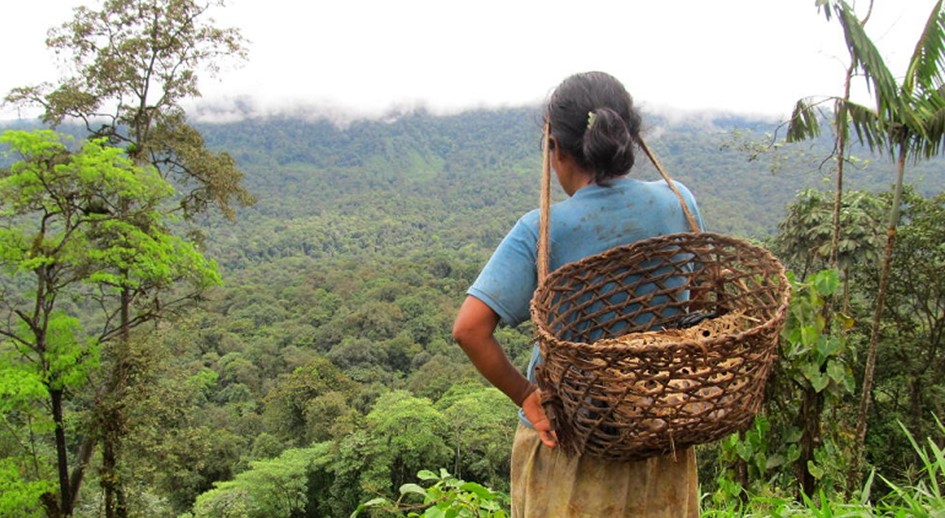 Decretan medidas cautelares para proteger los derechos territoriales de la comunidad indígena Awá del Resguardo Saundé Guiguay, en Nariño