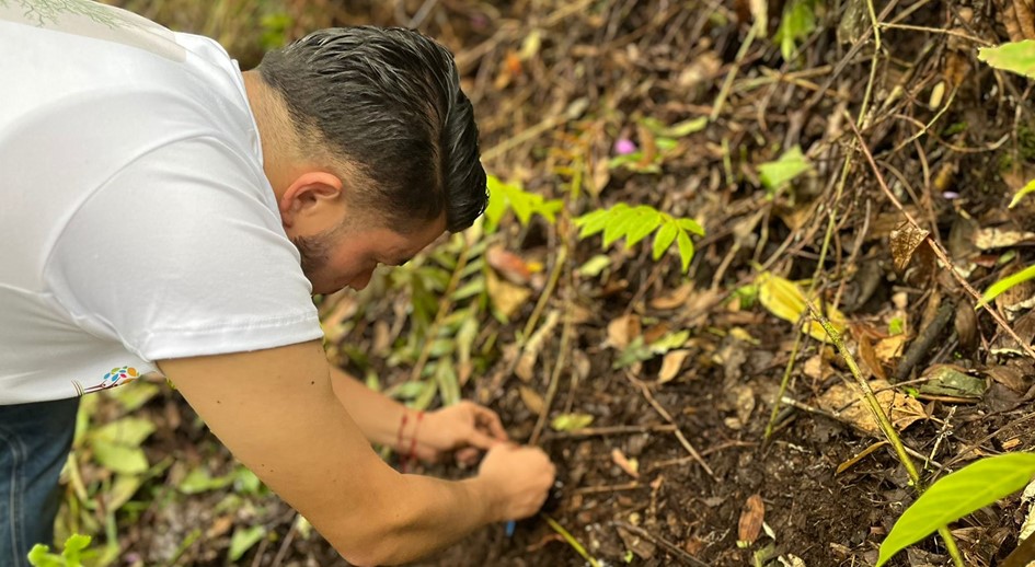 Para celebrar en el Eje Cafetero el Día del Medio Ambiente, la URT siembra un árbol por cada predio restituido