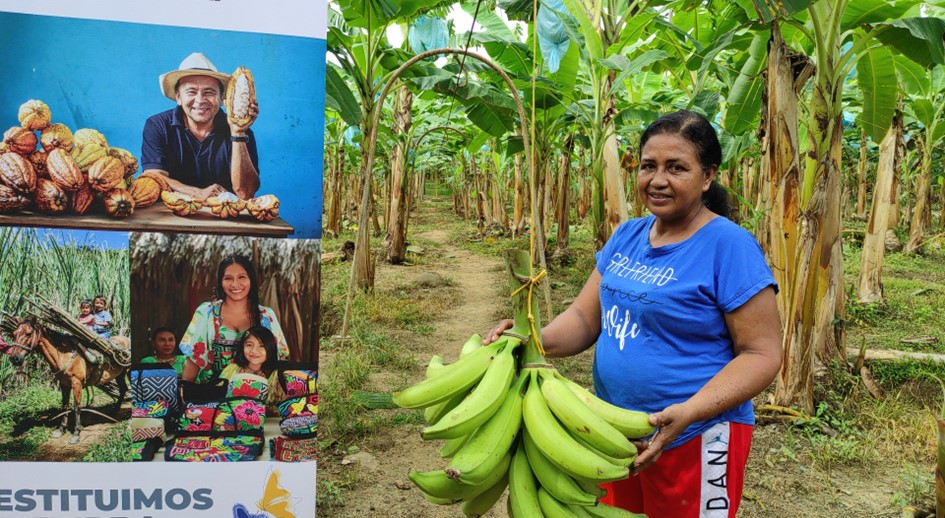 Una de las primeras mujeres beneficiarias de la restitución en Urabá cambió su vida a través del cultivo de plátano