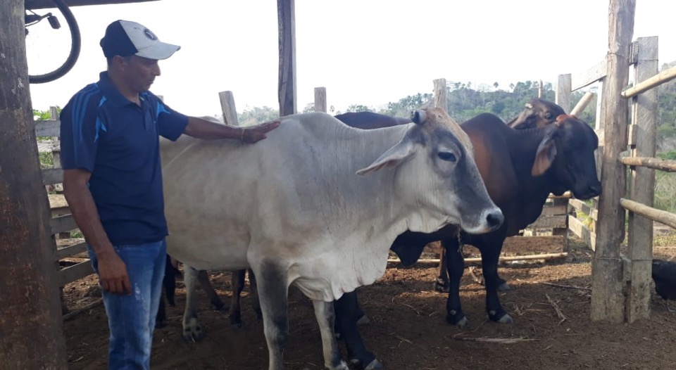 En la región de Urabá campesinos restituidos garantizan abastecimiento de alimentos en medio de la contingencia 