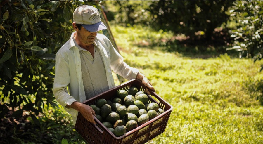 23 toneladas de aguacate hass zarparán desde buenaventura con destino Shanghái 
