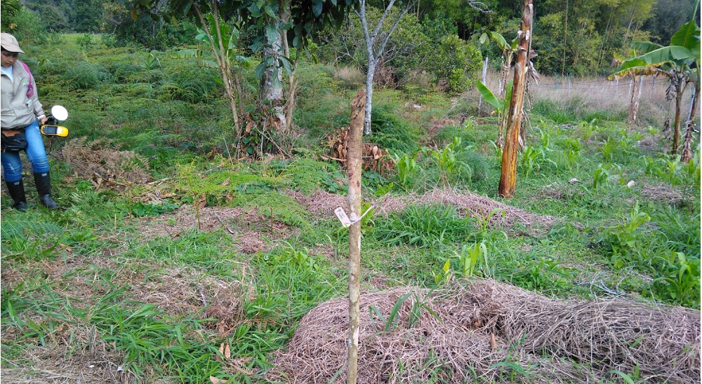 En Cauca jueces de restitución de tierras fallan 14 sentencias para víctimas de la violencia, el proceso avanza a toda marcha 