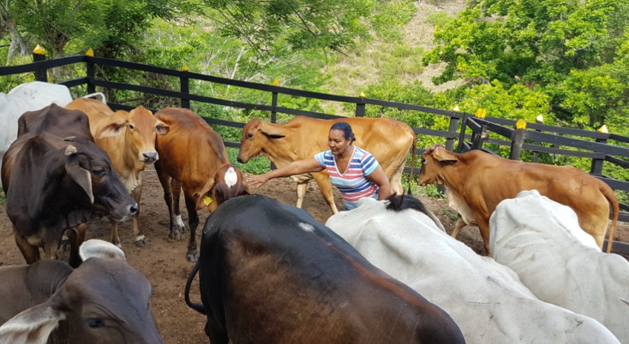 Proyecto ganadero de mujer restituida es ejemplo de sostenibilidad económica en El Copey, Cesar 