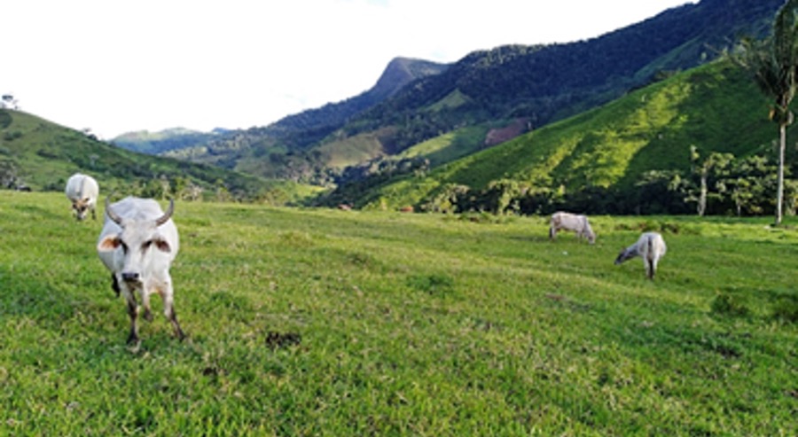 Con medida cautelar la Unidad de Restitución de Tierras busca proteger territorio ancestral del Resguardo Indígena El Águila en Belén de los Andaquies, Caquetá 