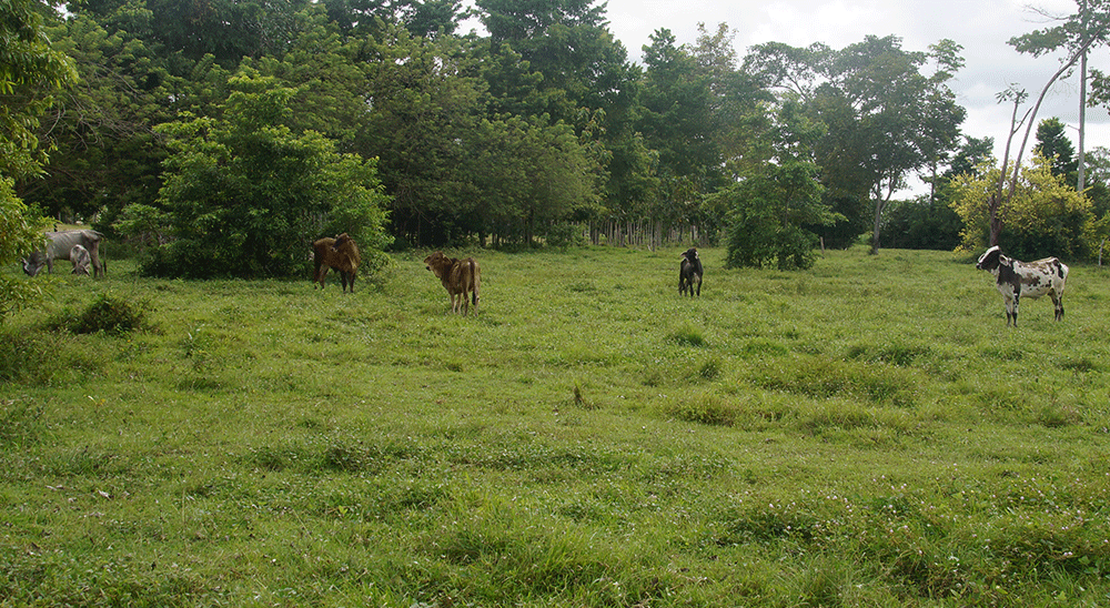 nullFamilia de San Vicente de Chucurí, desplazada por los paramilitares, recuperó sus tierras 
