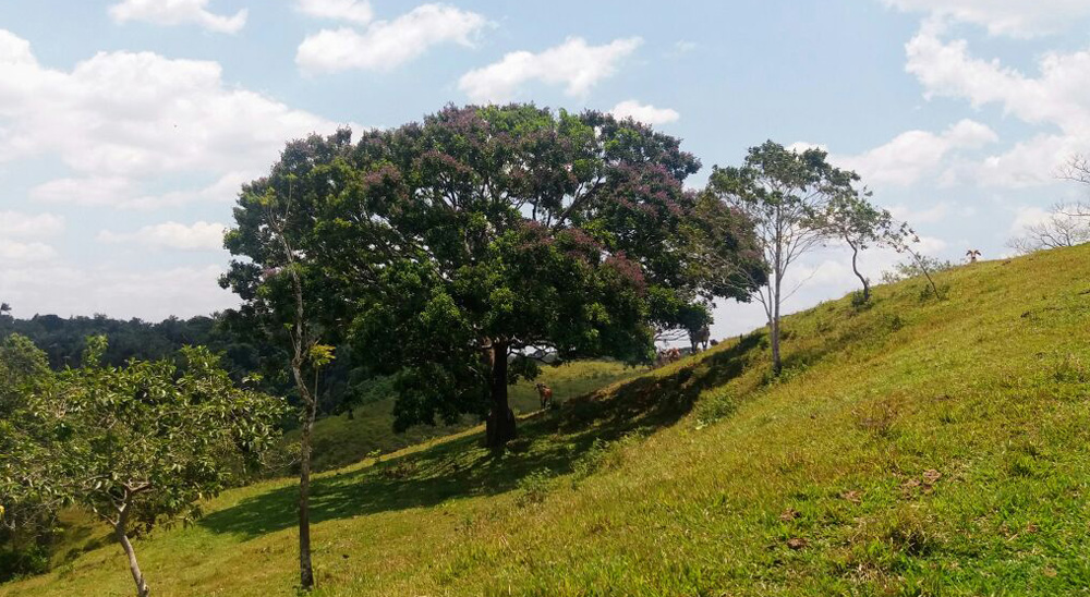 En el Día de las Víctimas, campesinos caqueteños siembran paz en donde, hace unos años, existió la guerra