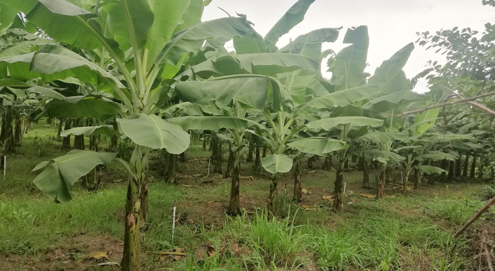 Un total de 42 familias, víctimas de los paramilitares, recuperaron sus tierras en Zona Bananera, Magdalena