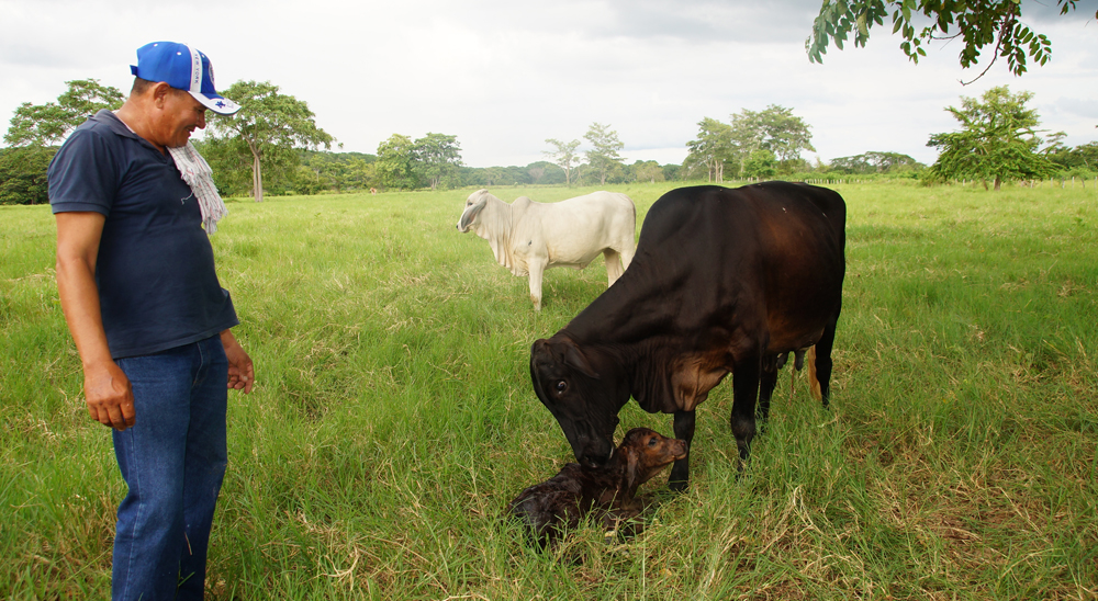 En tierras restituidas de El Carmen de Bolívar, La Negrita es el símbolo del resurgimiento del campo