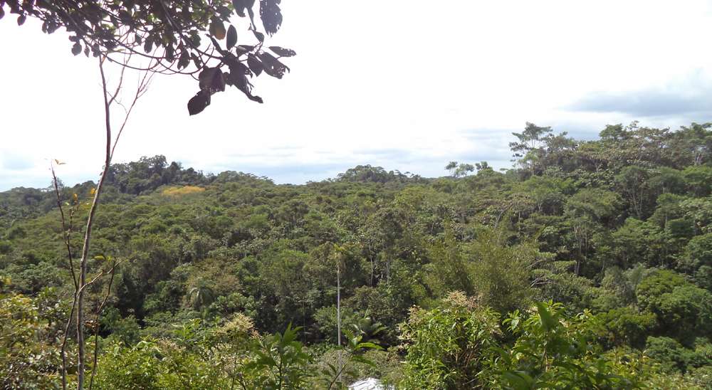 En 5 municipios de Putumayo, comenzó barrido del 100% de solicitudes de restitución de tierras