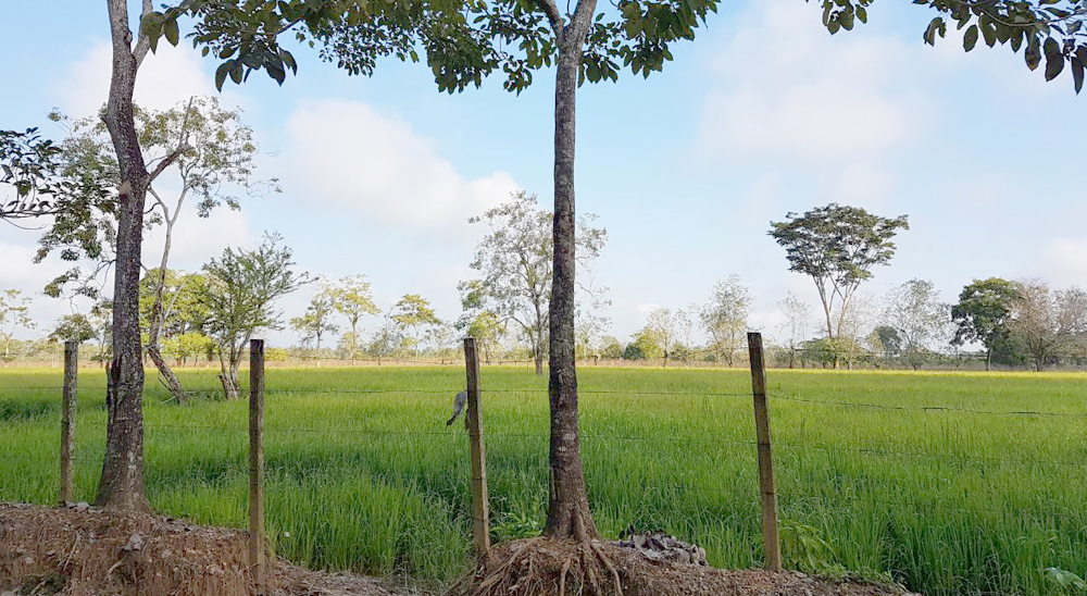 Abuela regresó a su finca 15 años después de haberla abandonado por presión de las Farc