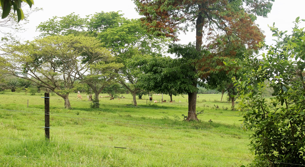Víctima de los paramilitares en San Alberto, Cesar, será compensada