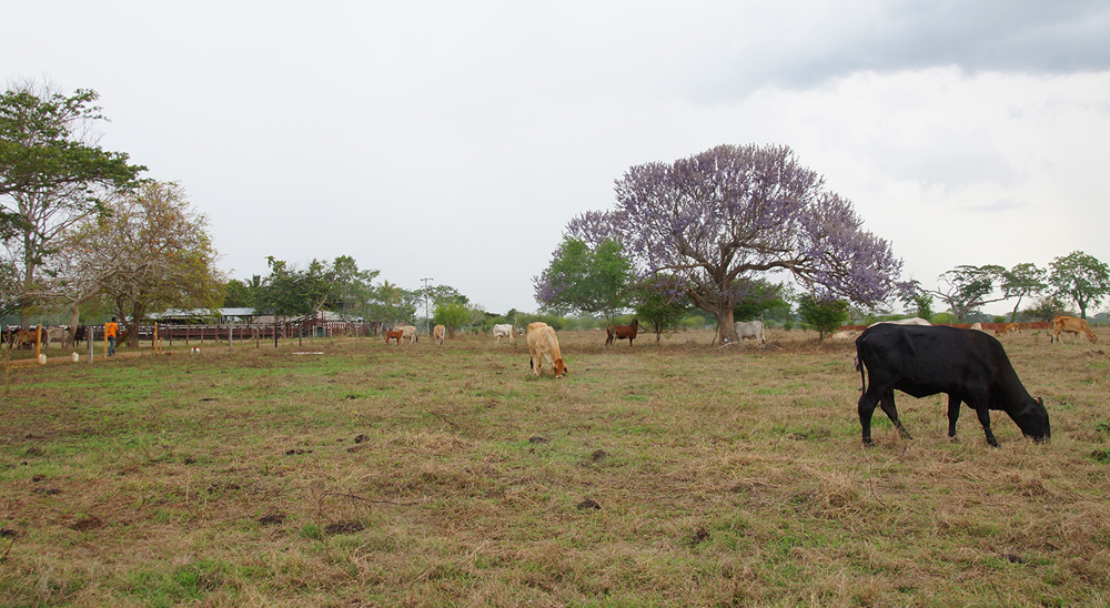 URT proyecta cierre de zonas en Mapiripán, Meta