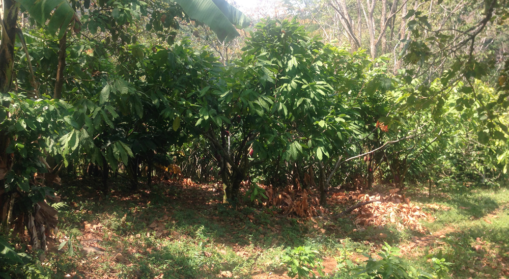 URT inicia barrido total de solicitudes en la vereda Tierra Grata, de Puerto Lleras (Meta)