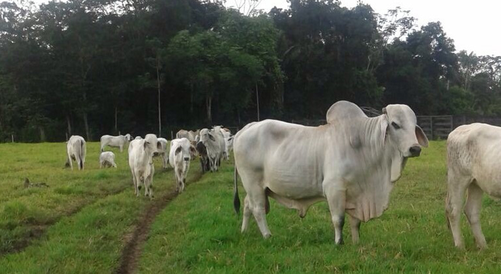 URT realiza barrido total de solicitudes en zonas de cuatro municipios de Meta