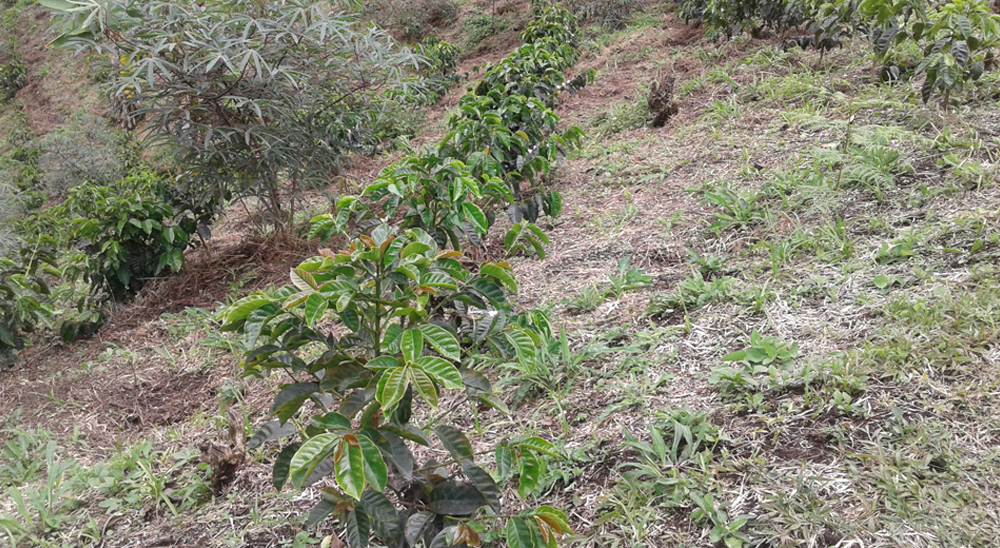 Unidad de Restitución de Tierras anuncia barrido total de solicitudes, radicadas en Caldas