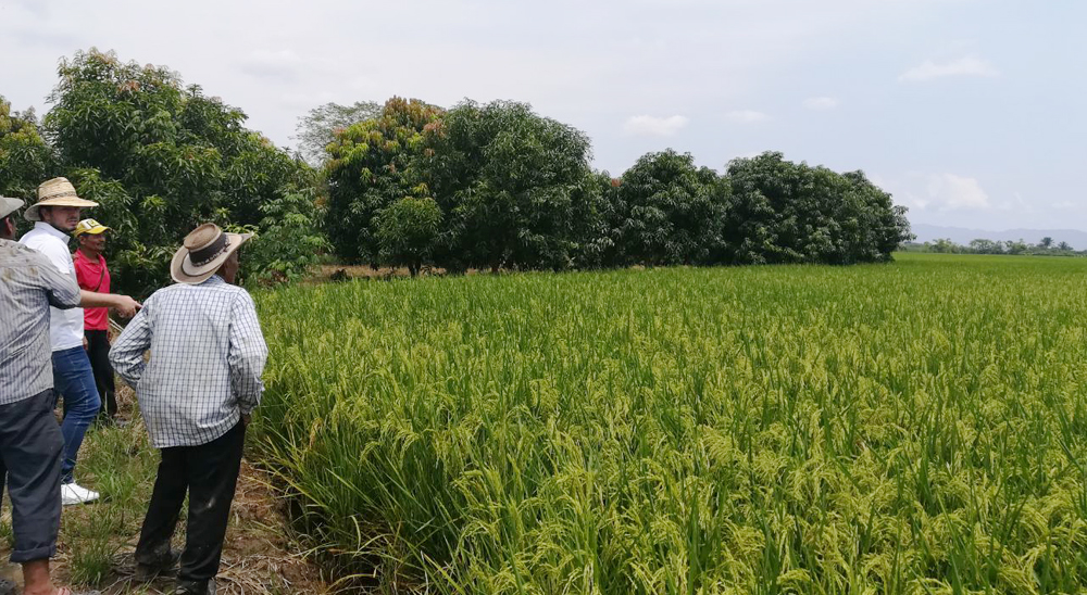 nullEn Tolima, más de $1300 millones han sido invertidos en compensaciones para víctimas del conflicto