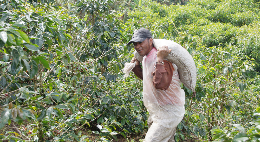 Más de 2000 familias, víctimas de la violencia, han regresado al Cauca gracias a la restitución de tierras