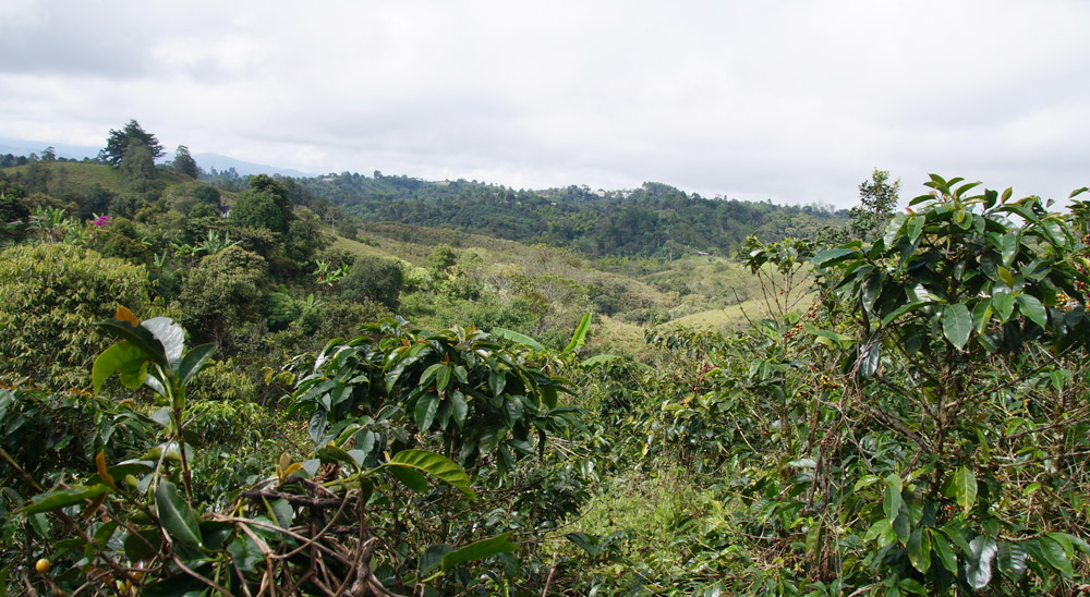 Próximo barrido total de solicitudes en varias zonas a cargo de la URT Meta