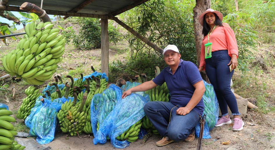 De la tierra a la mesa: una familia de Rovira (Tolima) transforma su vida con el plátano y el cacao