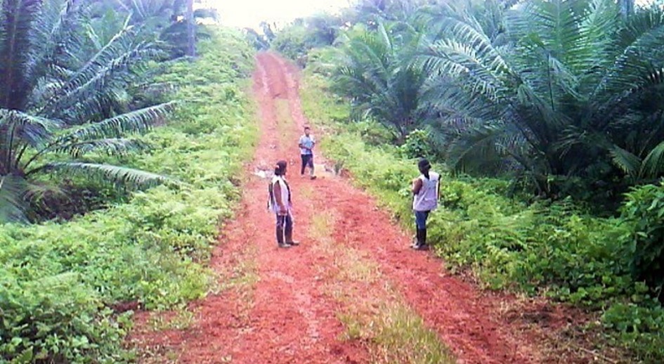 Juzgado admite demanda de restitución en favor de dos resguardos indígenas del pueblo Awá en Nariño