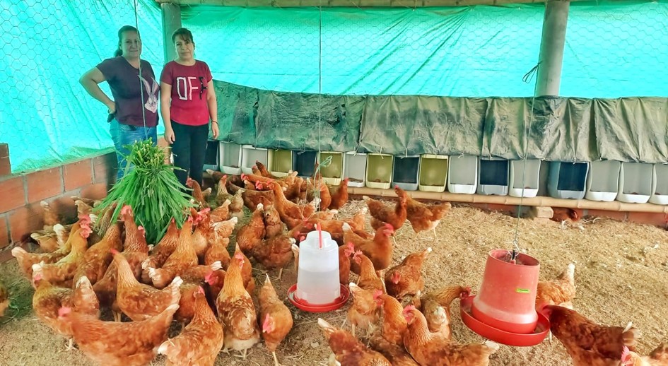 Doce hermanos, beneficiarios de la restitución de tierras en Ocaña, incursionan en la venta de huevos criollos 