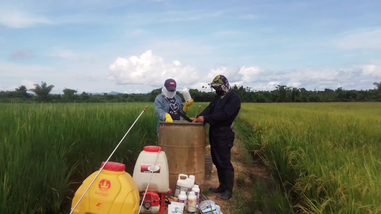 Lo que añoraron por mucho tiempo, al haber sido víctimas de la violencia y el despojo, está a punto de convertirse en el mejor regalo navideño para dos adultos mayores y su hijo, quienes le apuestan a este cultivo para salir adelante y reactivar la despensa agrícola en la región.