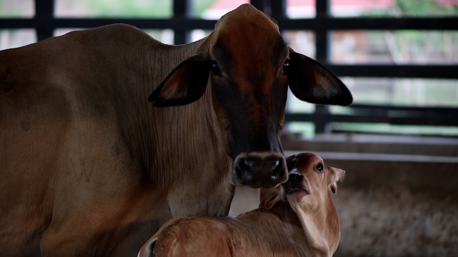 En la actual administración, la entidad recobró el espíritu de la norma y puso a las víctimas de despojo y/o abandono forzado como su prioridad. Por ello, utiliza la figura de compensación, contemplada en la Ley de Víctimas y Restitución de Tierras (Ley 1448 de 2011), para proteger y resarcir a estas personas en determinadas situaciones. 