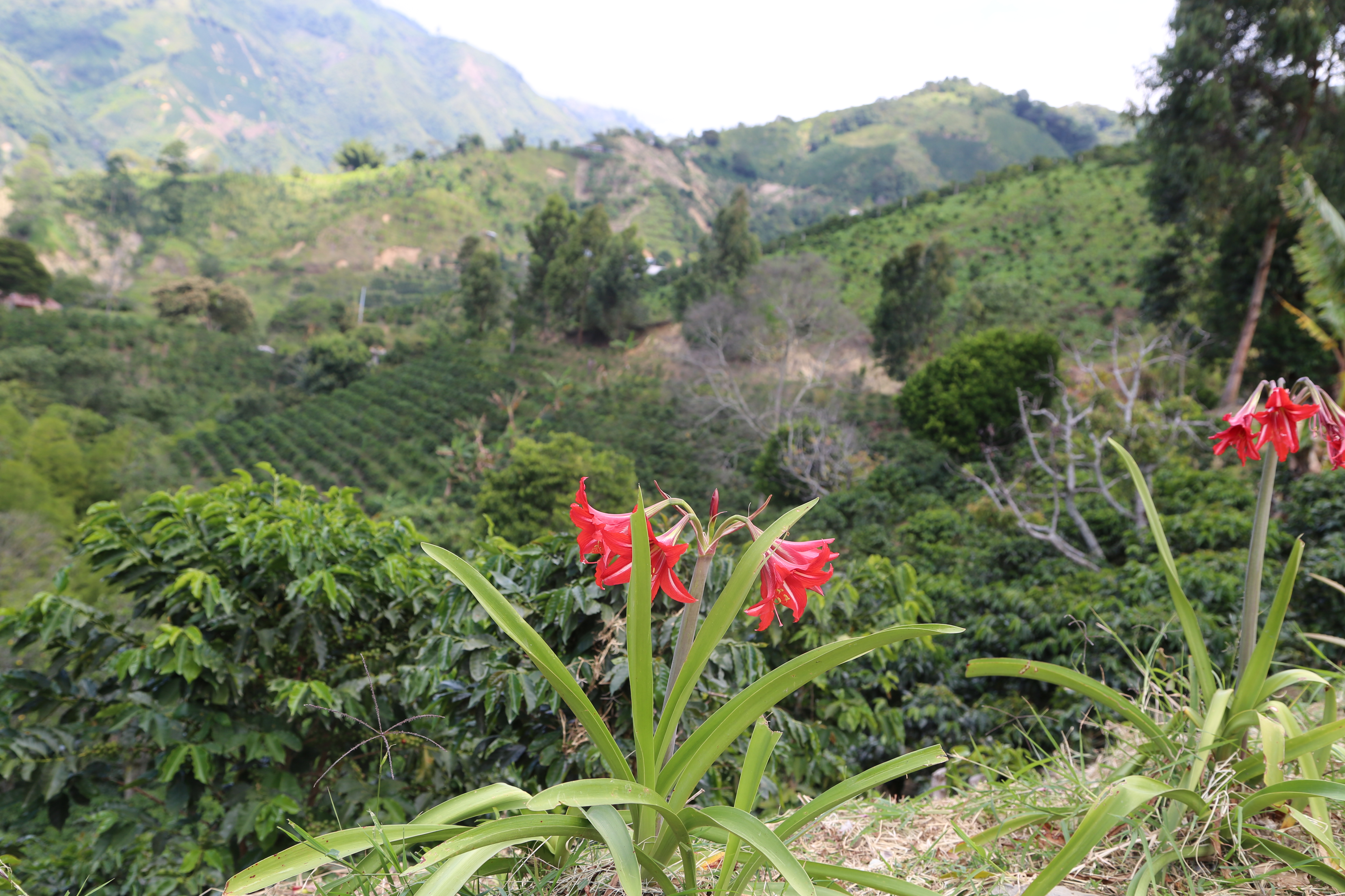 Este miércoles se realizó la audiencia de adjudicación, tras la cual emanó la resolución final que otorga el contrato a la unión temporal 3P Eventos. Se enfocará en tres componentes: ruta individual campesina, Comunicaciones y Social. 