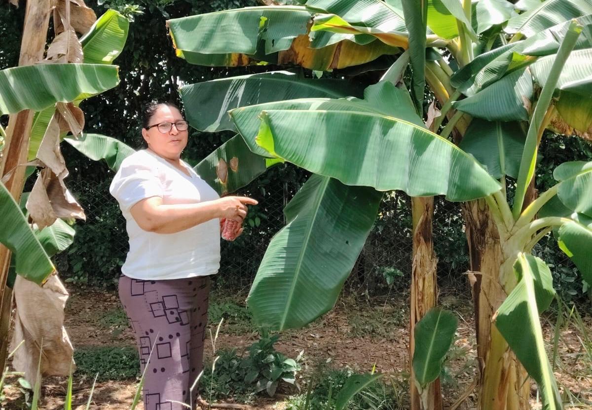 Este exitoso proyecto productivo avícola fue implementado por la URT en cumplimiento de la orden judicial de compensación a una familia víctima del despojo de tierras en Cundinamarca.   